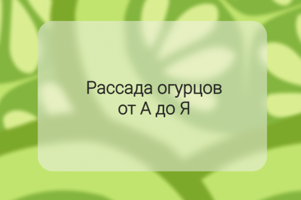 Рассада огурцов от А до Я