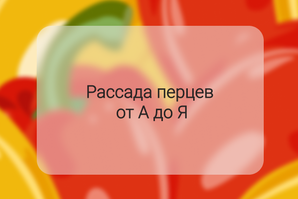 Рассада перцев от А до Я