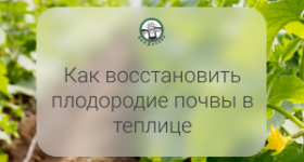 Как подготовить грунт для теплицы - рекомендации