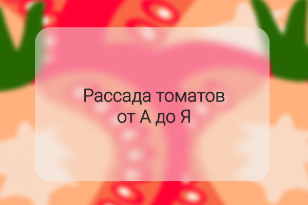 Рассада томатов от А до Я