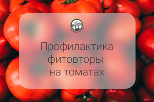 Профилактика фитофторы на томатах